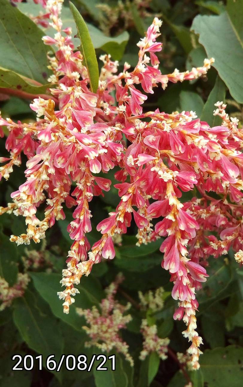 大雪山森林遊樂區 虎杖的果實, fruits of Fallopia japonica, Japanese knotweed